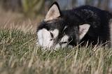 ALASKAN MALAMUTE 770